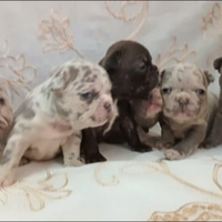 Cuccioli di bulldog francese esitici