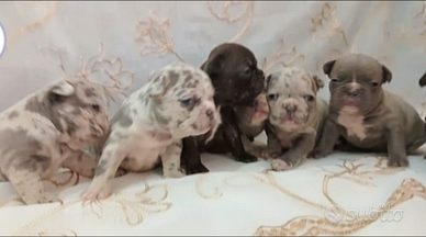 Cuccioli di bulldog francese esitici