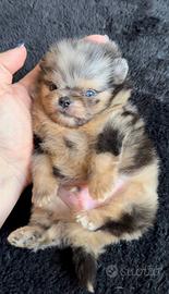 Spitz di Pomerania maschio un occhio azzurro