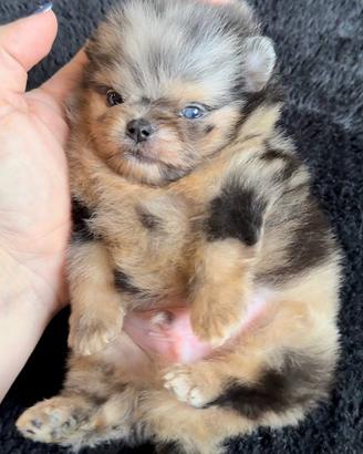 Spitz di Pomerania maschio un occhio azzurro