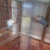 Coppia giovane inseparabili