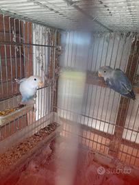 Coppia giovane inseparabili