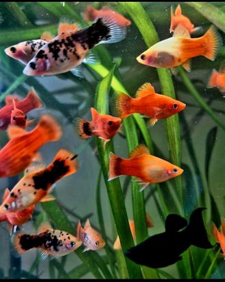 Platy e balck Molly