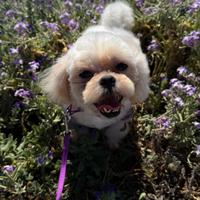 Shih Tzu , Maschietto