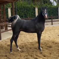 Cavallo purosangue Arabo