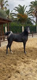 Cavallo purosangue Arabo
