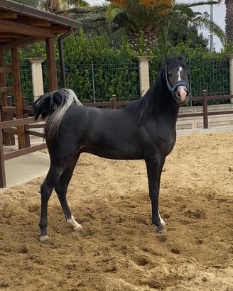 Cavallo purosangue Arabo