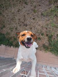 Jack russel 