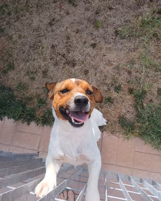 Jack russel 