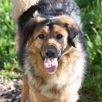 Stupenda mix border collie in adozione