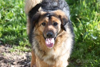 Stupenda mix border collie in adozione
