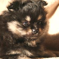 Cucciolo Spitz nano volpino di Pomerania femmina