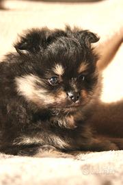 Cucciolo Spitz nano volpino di Pomerania femmina