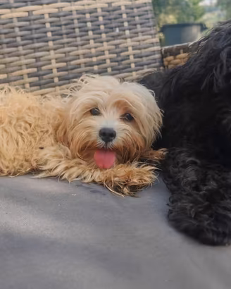 Maltipoo cuccioli linea coreana