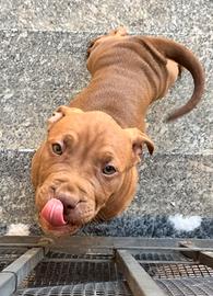 Pitbull