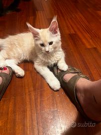 Cuccioli di Maine Coon