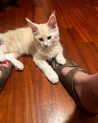 Cuccioli di Maine Coon