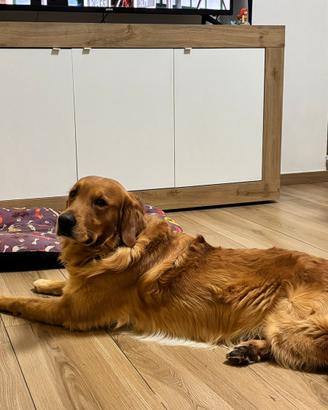 Golden retriever