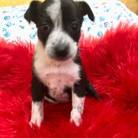 Maltese jacktese jack russel