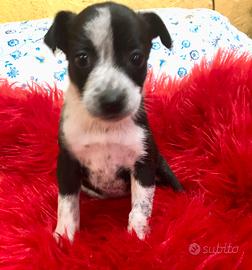 Maltese jacktese jack russel