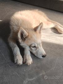 Cucciolo Husky Siberian 