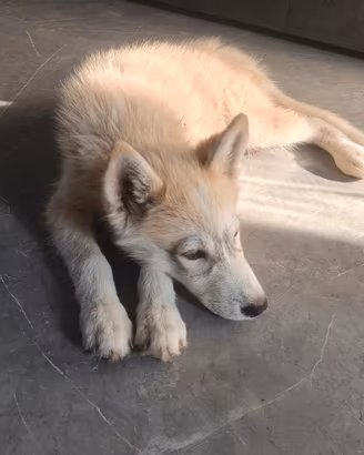 Cucciolo Husky Siberian 