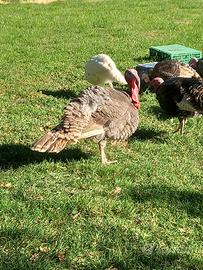 Tacchini maschi e femmine