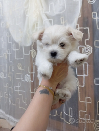 Disponibile maltipoo