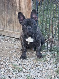 Bouledogue francese