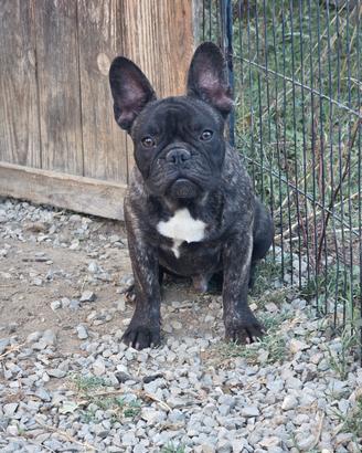 Bouledogue francese
