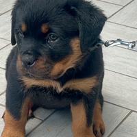 Cuccioli di rottweiler