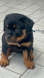 Cuccioli di rottweiler