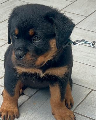 Cuccioli di rottweiler