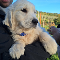 Cucciolo Golden Retriever pedigree alta genealogia