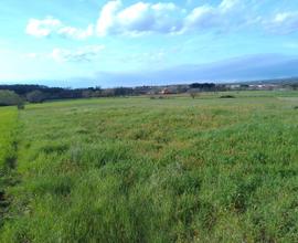 043a terreno agricolo, campo, coltivazioni 18000mq