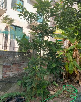 Pianta avocado
