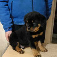 Cucciolo Rott