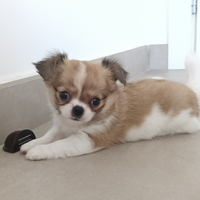 Chihuahua cuccioli maschio femmina