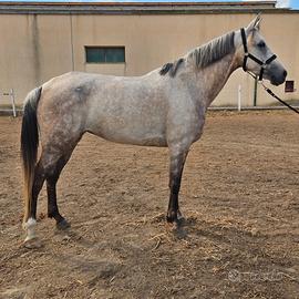 Cavalla araba