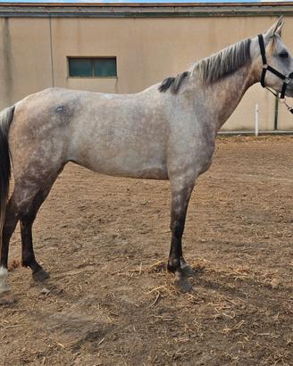 Cavalla araba