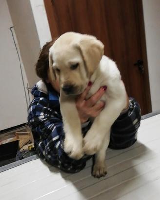 Cuccioli di labrador