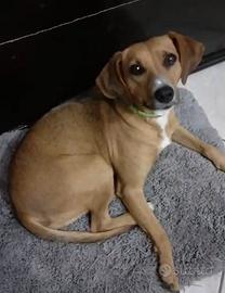 Cagnolina Smarrita a Catania (Via Tirreno)