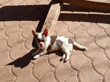 Chihuahua maschio con Pedigree