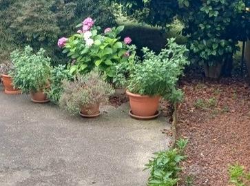 vasi di fiori