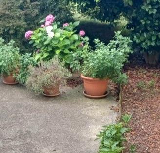 vasi di fiori