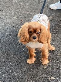 Cavalier King Charles Spaniel pedigree Enci