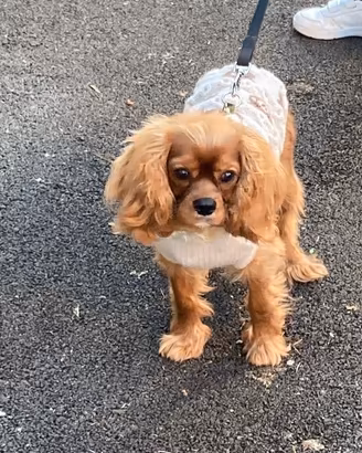 Cavalier King Charles Spaniel pedigree Enci