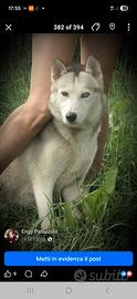 Siberian husky