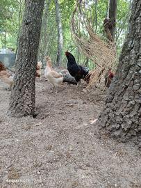 Araucana