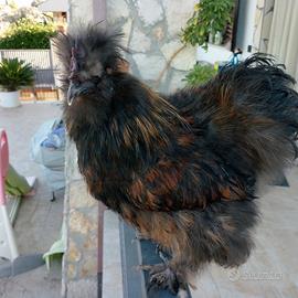 Gallo MOROSETA nero con striature ramate